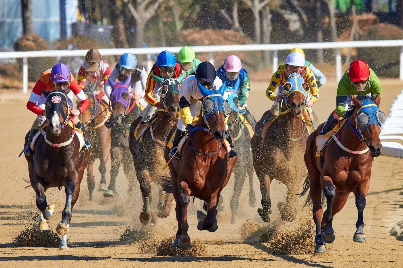 racing horses