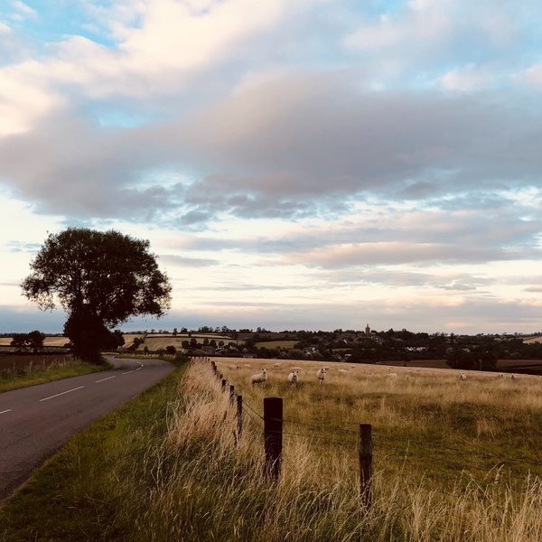 shepherd field
