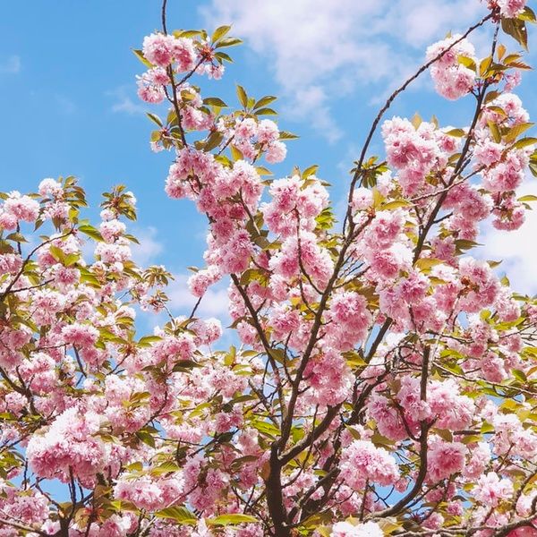 spring
