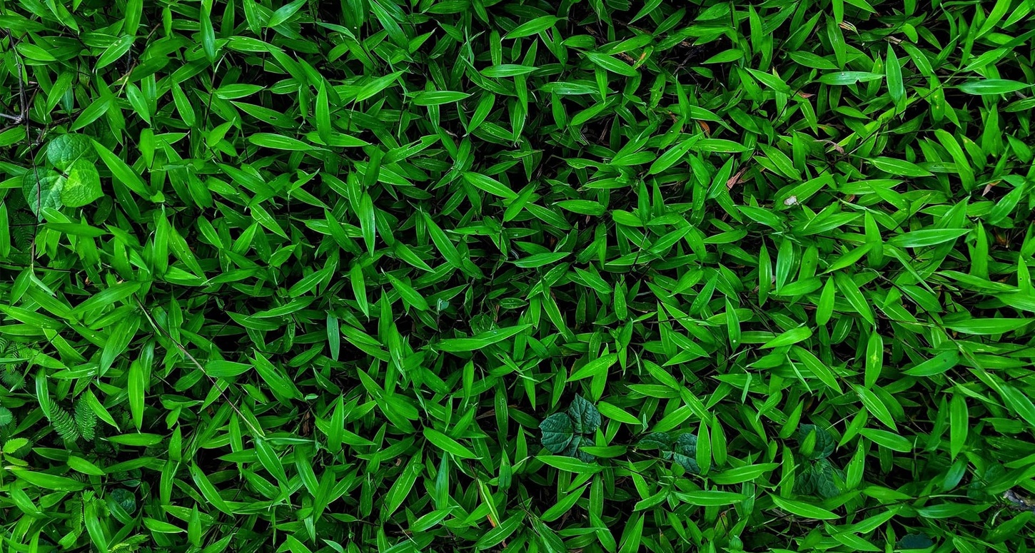 green leaves background