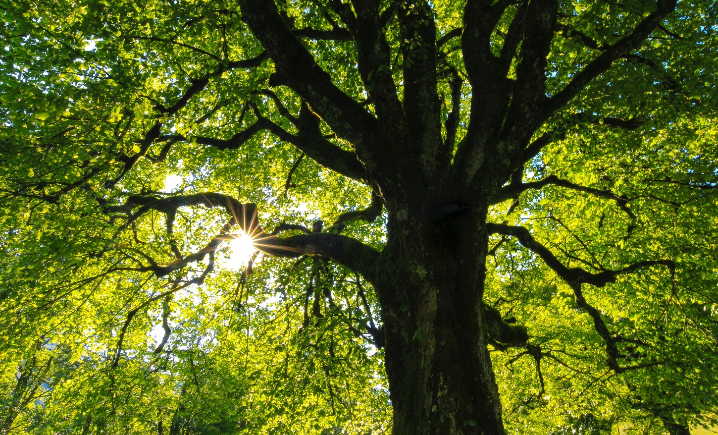 green trees