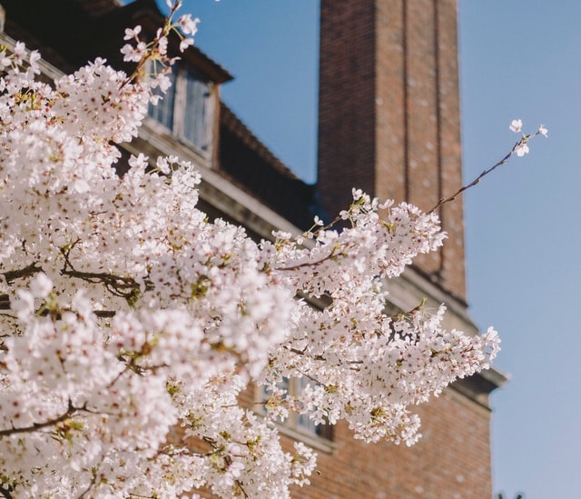 flowering