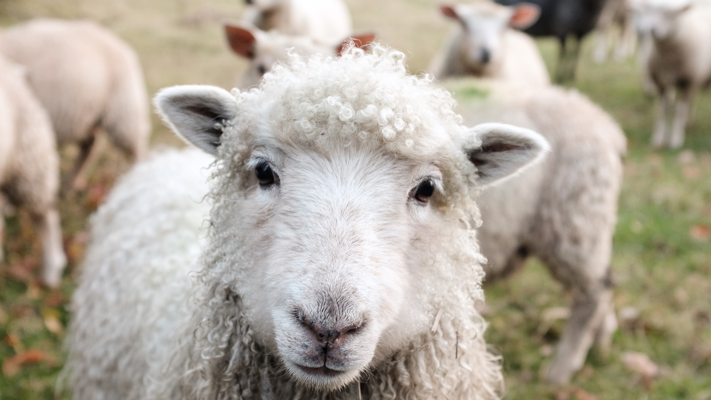 sheep in field looking at camera