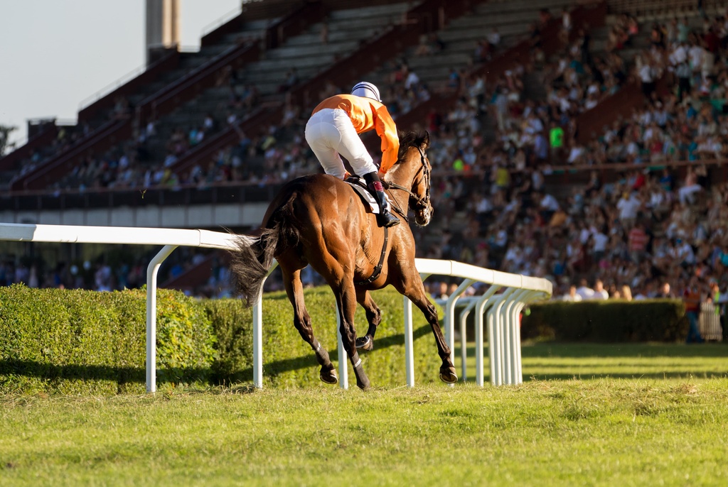 racehorse and jockey at the cheltenham races