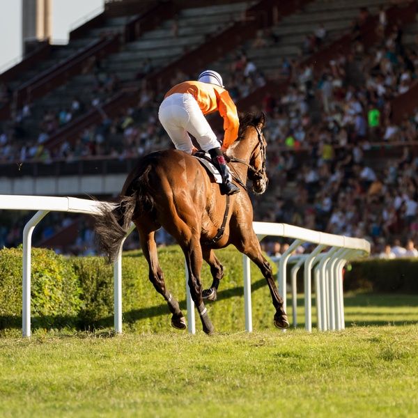 racehorse and jockey at the cheltenham races