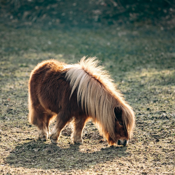 shetland pony in field