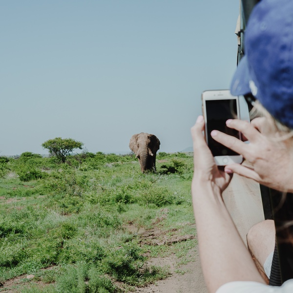 safari in gloucester with elephants